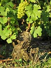 Old vines - Champagne Diebolt-Vallois