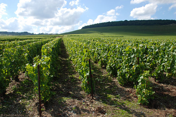 Vines in Cramant