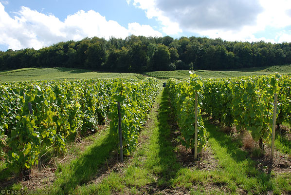 Vines in Cuis
