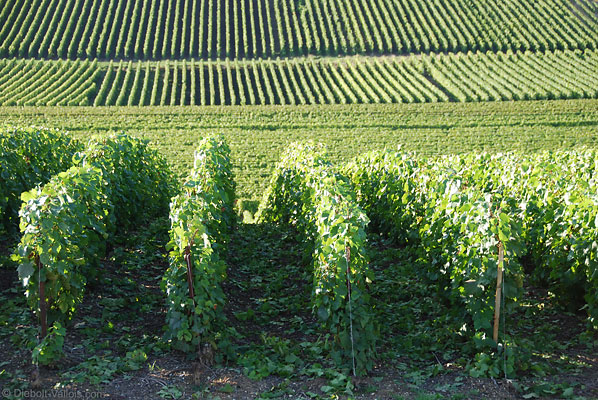 Vines in Cramant